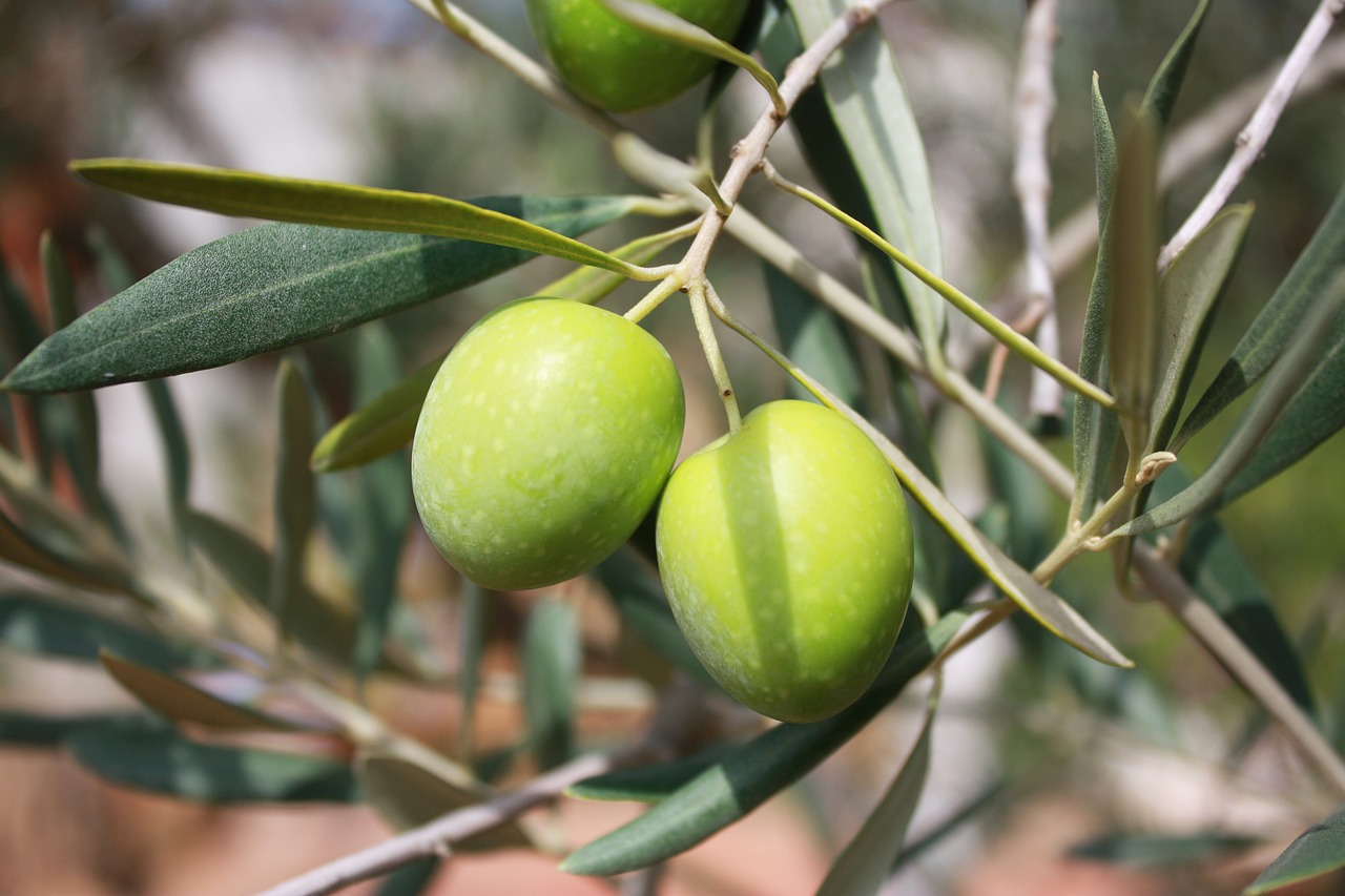 Agricoltura biologica Olio