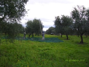 Raccolta olive in Bioagrinatura