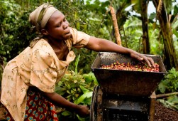 Raccolta del caffè in Uganda