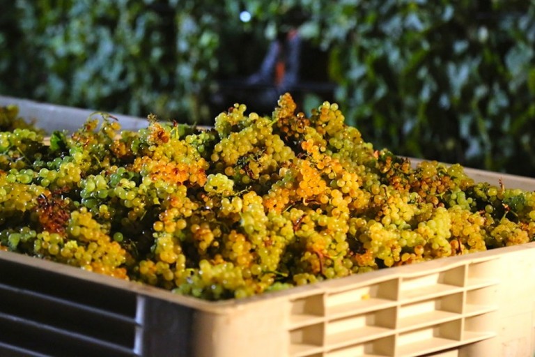 Terre del Sole, uve e vini dai profumi di antica memoria.