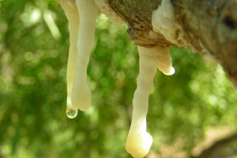 Cos’è la Manna? È nutriente e sostituisce lo zucchero.