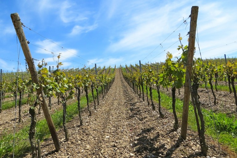 Vino e ricerca: “E’ nuova alleanza tra genetica e vite”.