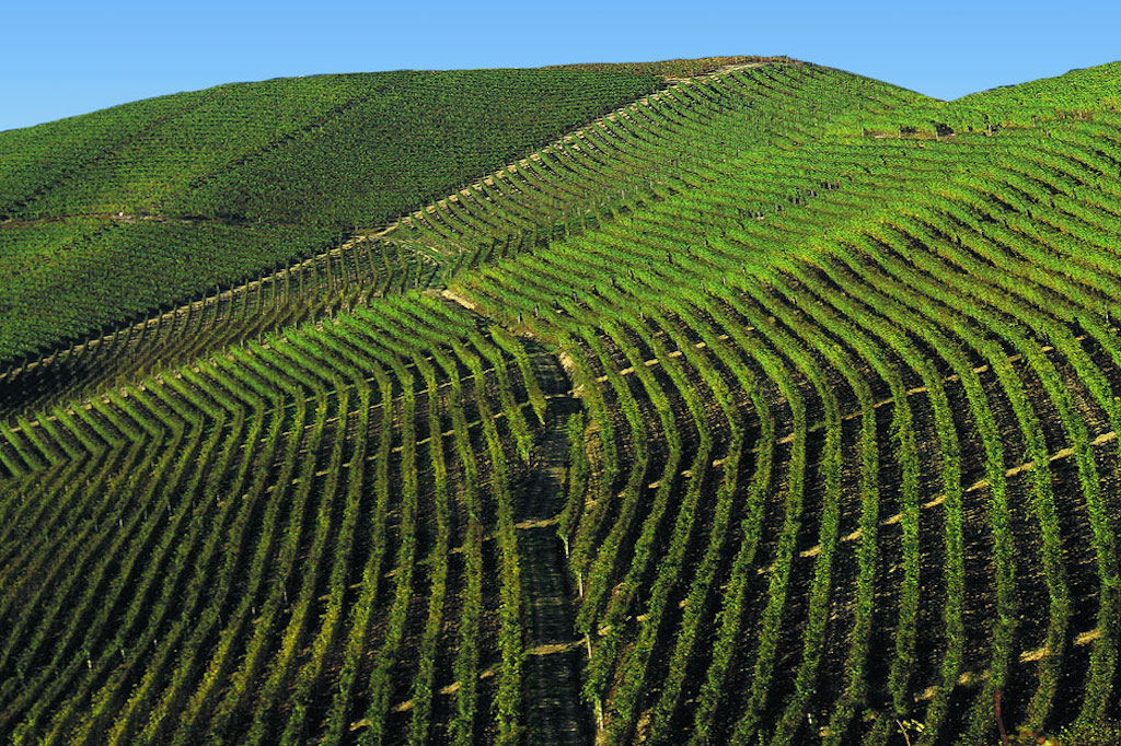 vendemmia fontanafredda