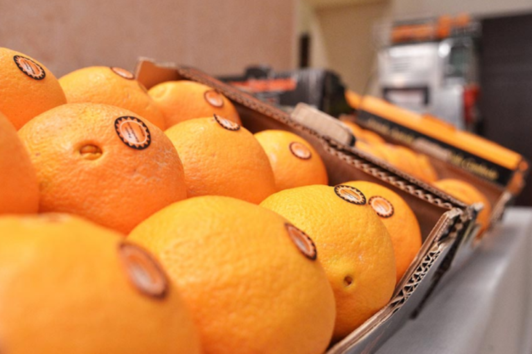 Best in Siciliy 2017, il premio alle migliori aziende siciliane.