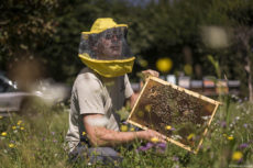 apicolturamiele