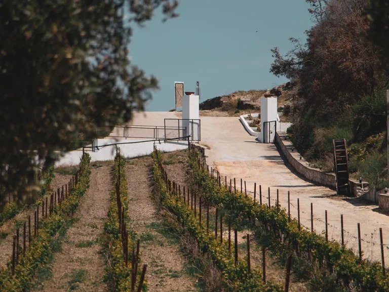 A Rodi alla scoperta della passione vitivinicola di Anastasia Triantafyllou