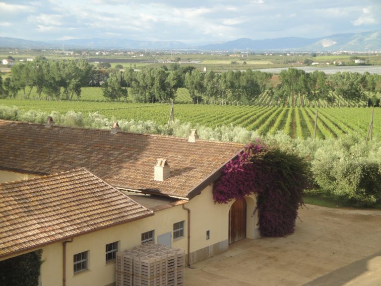 La rinascita dei vini del Lazio: Un giorno dentro Casale del Giglio