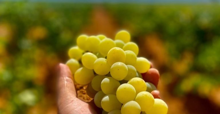 Famiglia Zerilli: una storia di vini  e di coraggio