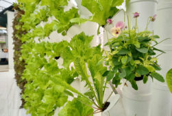 Langaponica verticale