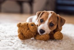 L'attenzione per gli animali domestici è sempre più forte in Italia 