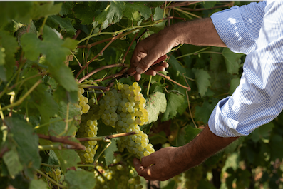 vendemmia