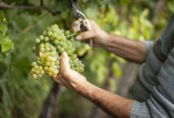 Il Friulano vino icona della regione Friuli