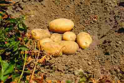 Potatoes Forever_Patate_UNAPA