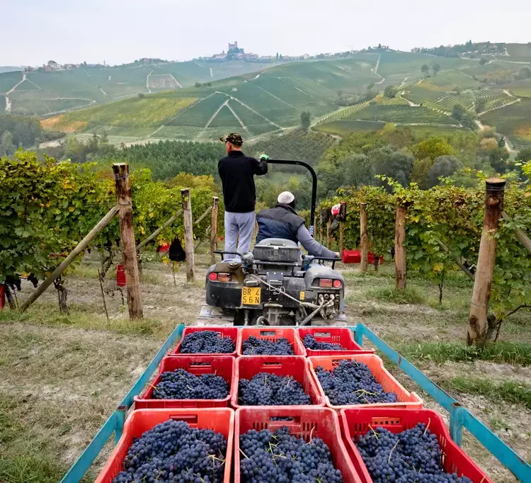 Foto tratta dal nuovo sito di Piemonte - land of wine 