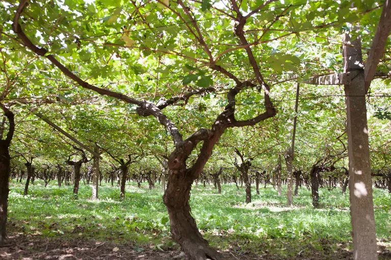 Foja Tonda: il vitigno identitario riscoperto da Albino Armani