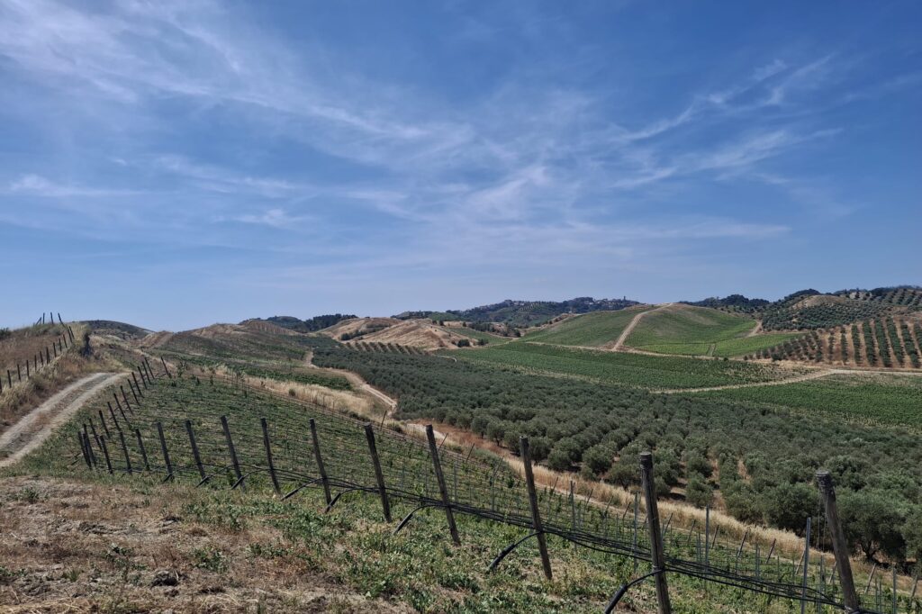 Librandi Vini, tra Magna Grecia e futuro del vino calabrese