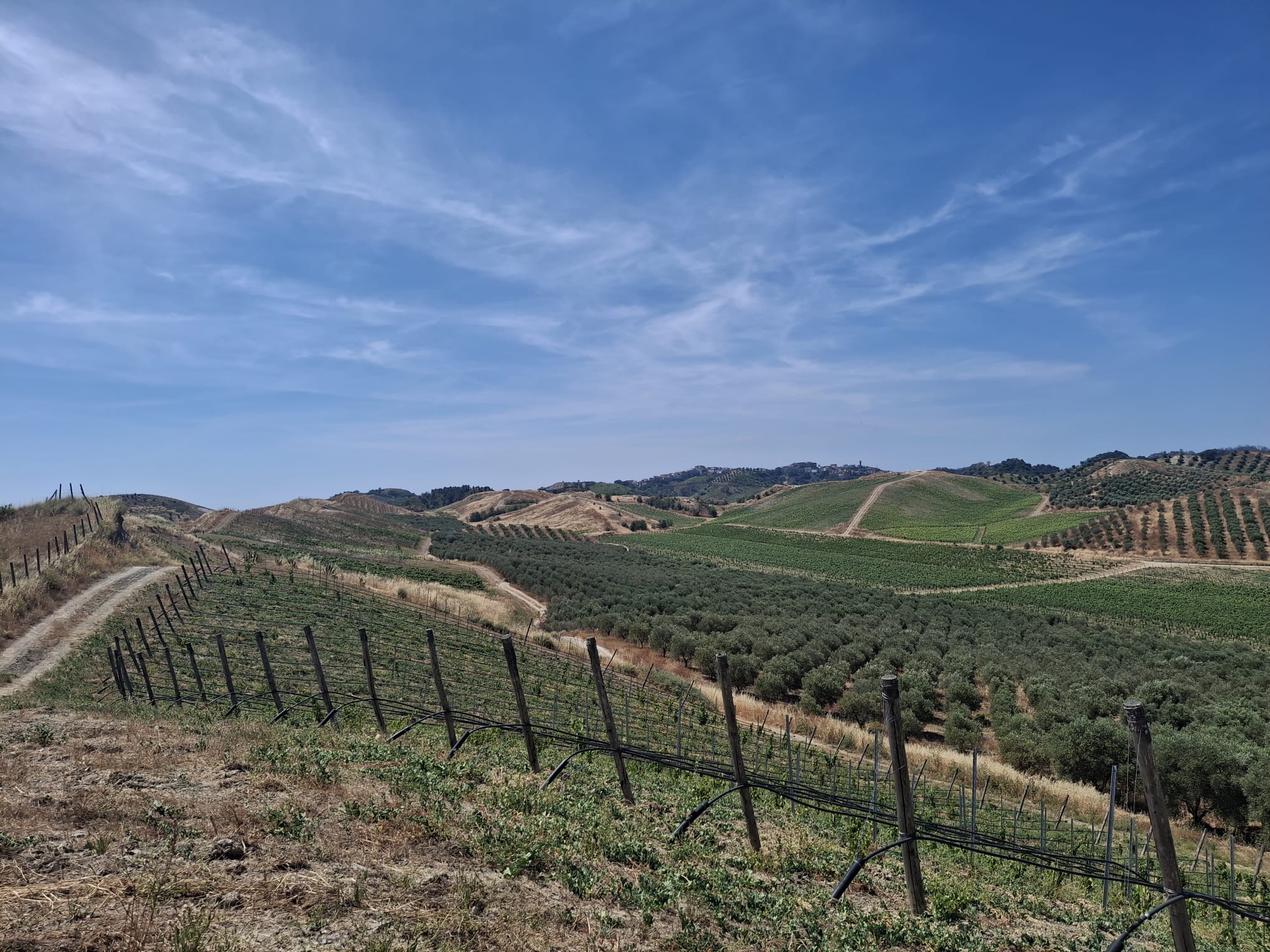 Librandi Vini, tra Magna Grecia e futuro del vino calabrese