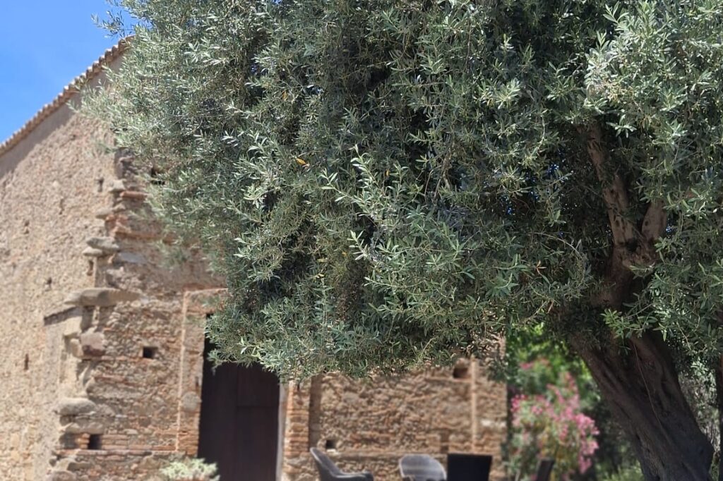 Agricola Silipetto, un’immersione nella Calabria più autentica