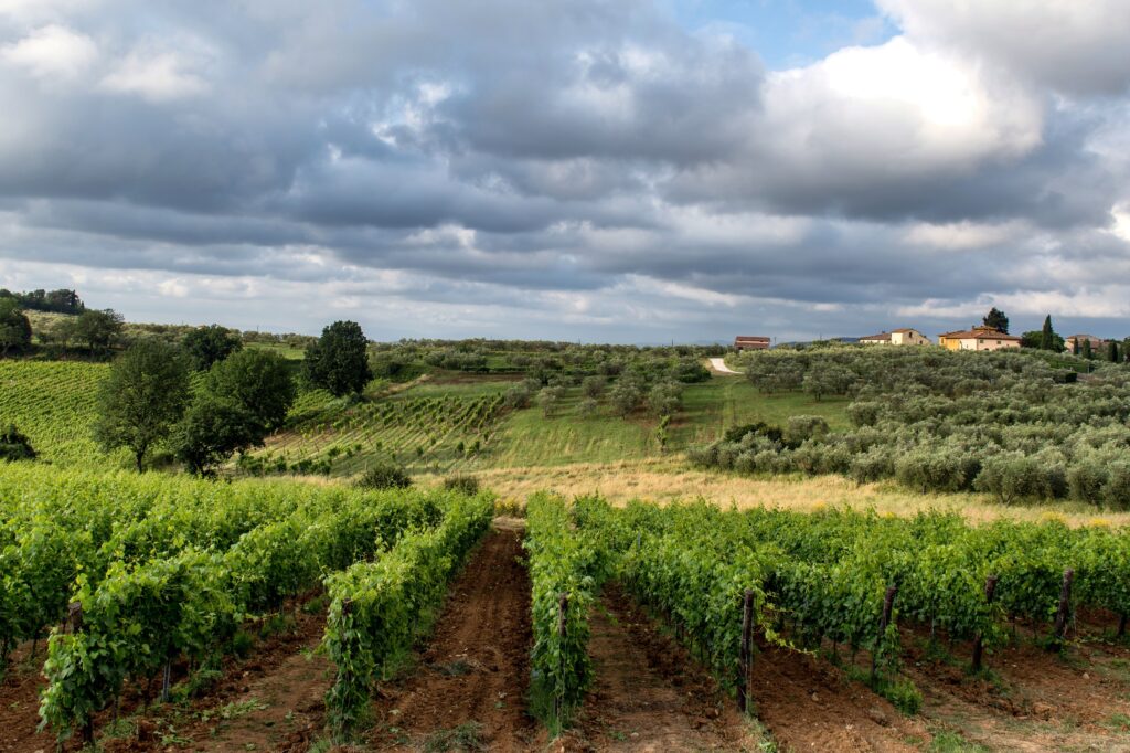 Antichi Vigneti Sculco: il Cirò DOC tra tradizione e vino pop