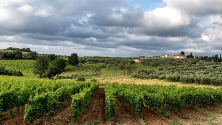 Antichi Vigneti Sculco: il Cirò DOC tra tradizione e vino pop