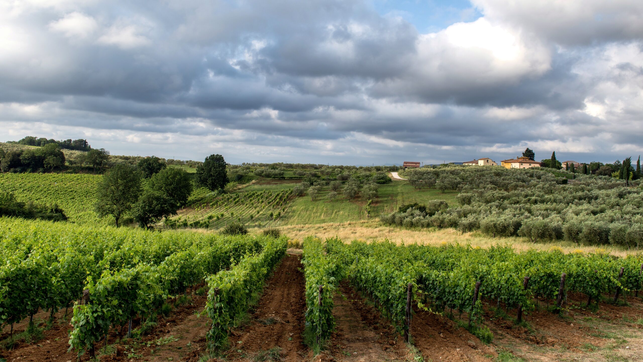 Antichi Vigneti Sculco: il Cirò DOC tra tradizione e vino pop