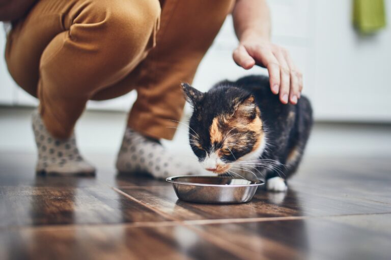 Pet food, il mercato vola: 200 miliardi entro il 2034