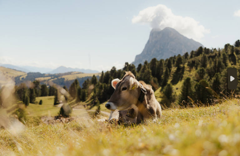 Donne e latte in Alto Adige: le storie di chi custodisce la qualità
