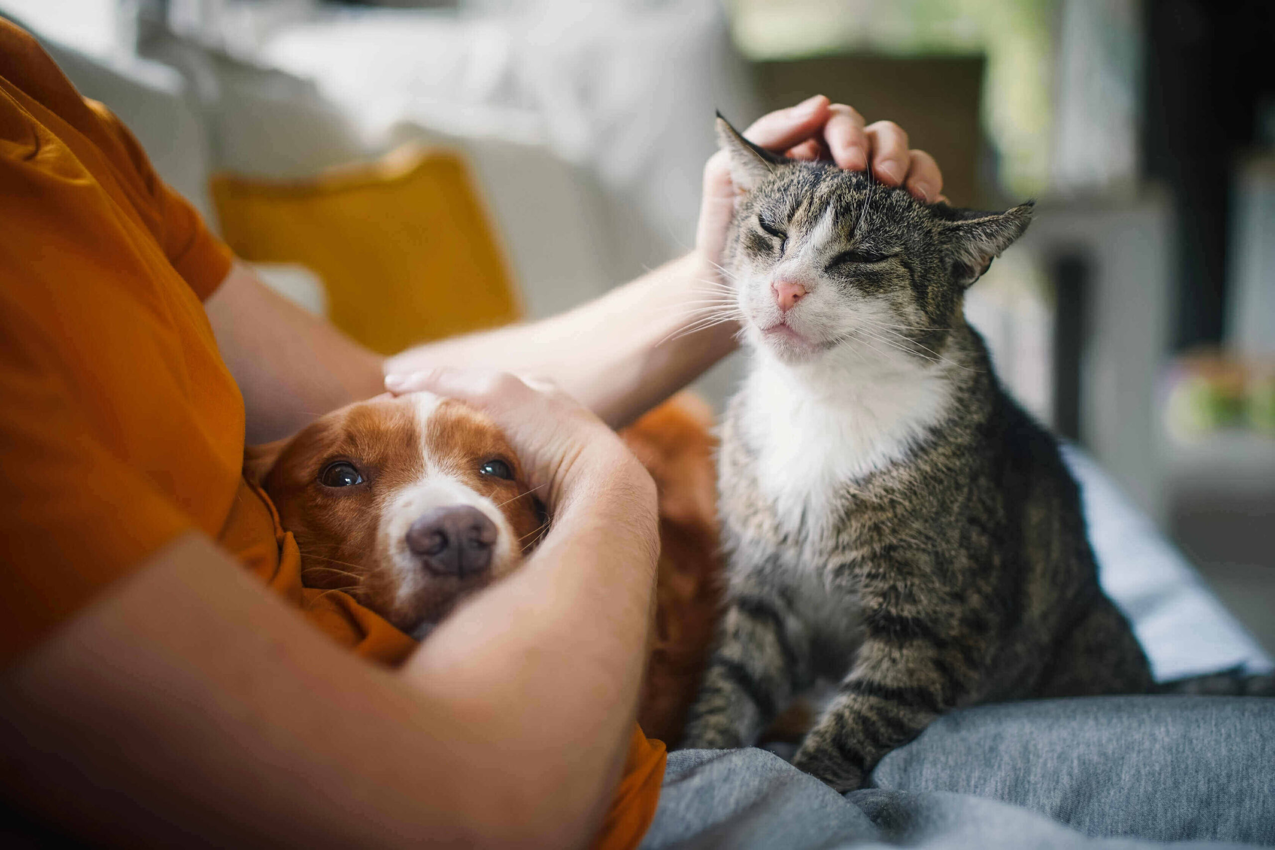 Cani, gatti: alleati della salute mentale
